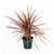 Dracena Marginata Tricolor - comprar online