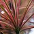 Dracena Marginata Tricolor en internet