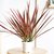 Dracena Marginata Tricolor