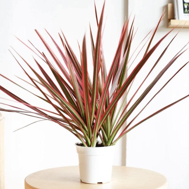 Dracena Marginata Tricolor - Comprar en FILOMENA