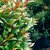 Eugenia Myrtifolia "ARBOLITO" - 7L