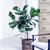 Ficus Lyrata "PANDURATA" en internet