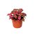 Fittonia Verschaffeltii - M14 - comprar online