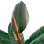 Ficus Elastica Rubra "GOMERO RUBRA" - 4L - tienda online
