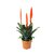 Vriesea Splendens "PLUMA DE INDIO" - M14 - comprar online