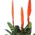 Vriesea Splendens "PLUMA DE INDIO" - M14 en internet