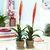 Vriesea Splendens "PLUMA DE INDIO" - M14