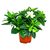 Gardenia Jasminoides (JAZMÍN INJERTADO)q - comprar online