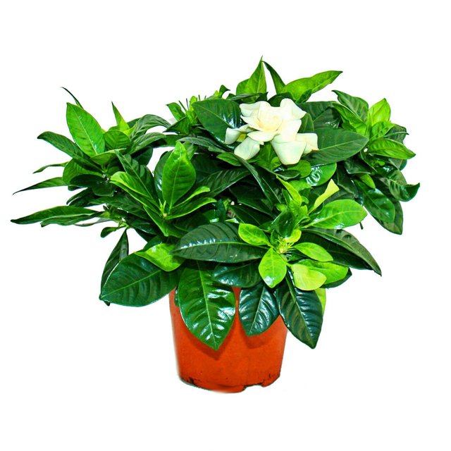 Gardenia Jasminoides (JAZMÍN INJERTADO) - FILOMENA