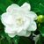 Gardenia Jasminoides (JAZMÍN INJERTADO)q