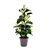 Stephanotis Floribunda "JAZMÍN DE MADAGASCAR" - 4L - comprar online