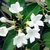 Stephanotis Floribunda "JAZMÍN DE MADAGASCAR" - 4L