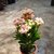 Kalanchoe Holandes - M15
