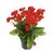 Kalanchoe Enano en internet