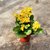 Kalanchoe Enano - FILOMENA