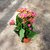 Kalanchoe Enano - tienda online