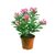 Nerium Oleander "LAUREL DE FLOR" - comprar online