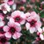 Leptospermum Scoparium - Rojo /rosado - 3L - comprar online