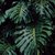 Monstera en internet