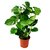 Monstera - comprar online