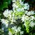 Ornithogalum - comprar online