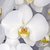 Orquídea Phalaenopsis "ORQUIDEA MARIPOSA" - 1 vara - M14