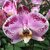 Orquídea Phalaenopsis "ORQUIDEA MARIPOSA" - 1 vara - M14 - comprar online