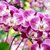 Imagen de Orquídea Phalaenopsis "ORQUIDEA MARIPOSA" - 1 vara - M14