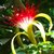 Pachira Aquatica "TRENZADA" - M30 - tienda online