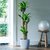 Dracaena Fragrans "PALO DE AGUA" en internet