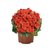 Begonia Elatior "BEGONIA DE LA PAZ" - M14 - comprar online