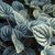 Peperomia Griseoargentea - M13