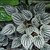 Peperomia Griseoargentea - M13 - comprar online