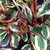 Peperomia Clusiifolia - Tricolor - M12
