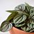 Peperomia Sandersii "PEPEROMIA SANDRIA" - M15