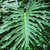 Philodendro Bipinnatifidum "WAMBE" - FILOMENA