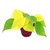 Philodentro Cordatum "LEMON" - comprar online