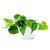 Philodentro Cordatum "VERDE" - comprar online