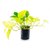 Pothus Lemon "POTHUS LIMON" - comprar online