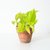 Pothus Lemon "POTHUS LIMON" en internet