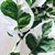 Pothus Blanco Joy- m12