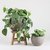 Pothus Silver "POTHUS PLATEADO"