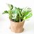 Pothus Blanco - b18 - comprar online