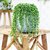 Senecio Rowleyanus "ROSARIO" - M15