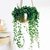 Senecio Rowleyanus "ROSARIO" - M15 en internet