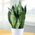 Sansevieria Queen (plateada) - 1L