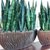 Sansevieria Queen (plateada) - 1L - FILOMENA