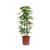 Schefflera Arboricora Variegada "ARALIA VARIEGADA" - comprar online
