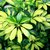 Schefflera Arboricora Variegada "ARALIA VARIEGADA"