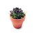 Sempervivum SP - M13